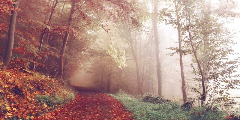 低温慢煮技术解析：精准控温如何颠覆家庭牛排烹饪 | 餐饮指南与美食点评