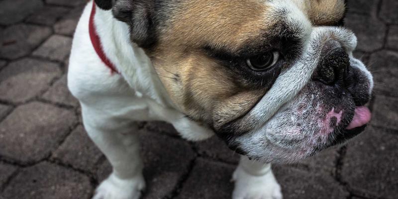 全球街头美食地图：从曼谷夜市到墨西哥卷饼摊的必吃指南 | 美食点评与社区分享