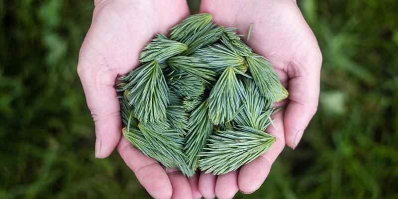 发酵的艺术：从自制康普茶、泡菜到酸面包的美食分享与餐厅推荐