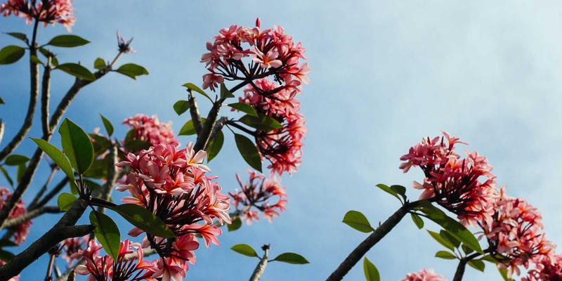 美食分享55：循着‘恰莫’的香气，开启城市餐饮指南中的味蕾奇遇