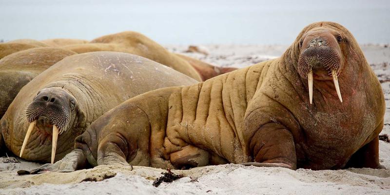 餐饮指南：从心形到天鹅，家用咖啡机也能完成的拉花进阶教程 | 恰莫美食点评